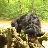 Actief in het bos.