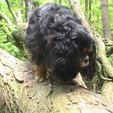 Actief in het bos.
