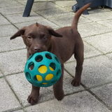 spelen met de bal