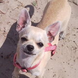 Foto van ilovechihuahua's