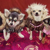 macho,dino,ukkie en phoebe in hun winterjasjes.