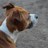 Foto van linneke