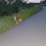 Foto van linneke