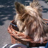 Cruisen met Sep!