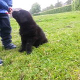 Foto van Tineke *Luna * Rambo (Brutus R.I.P)