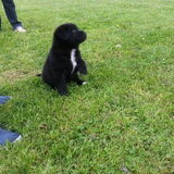 Foto van Tineke *Luna * Rambo (Brutus R.I.P)