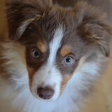 Luca 11 week