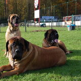 Dit is ons gezellig trio Evita en haar dochter Gypsy en nichtje Hope