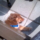 In de tuin.