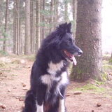 my wolf