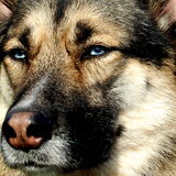 Mix is een kruising herder-husky. Het is een relaxte, zelfverzekerde…