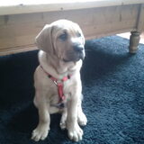 Bink Labrador/Senner x Tosa