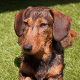 Bob, dwergruwhaar, 1 jaar oud