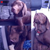Foto van Joyce • Beau & Benji
