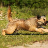 Foto van team Shadow