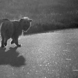 Foto van team Shadow