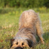 Foto van team Shadow