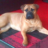 Foto van daisy