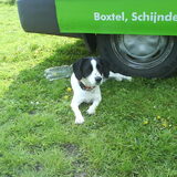 Kuba aan het wachten tot er een hondje voorbij komt gerend