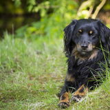 Foto van Sammie