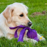 Stiekem nog een beetje pup.