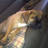 Foto van Rip diesel, King en hummer