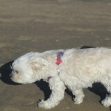 Sandy op het strand