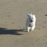 sandy hollen