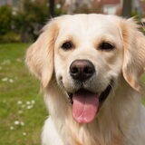 Lief en schattig koppie!