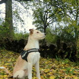 Foto van delilah, (mede)baasje van drum