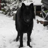Sneeuw hond ^^