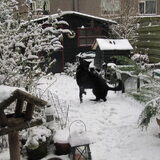 Pepper is goed in sneeuwballen vangen :)