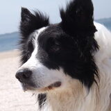 Foto van Puck & Fenrir