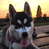 Skaraa 14 weeks, 11,55 kg