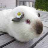 Lola