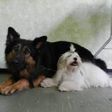 Dempsey samen met Jackie (1 van zijn maatjes op de hondenschool)