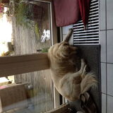 Foto van Romy love kaya
