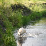 Foto van Buffy & Bailey