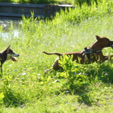 Foto van Quincy, Bailey & Nova