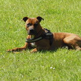 Foto van Quincy, Bailey & Nova