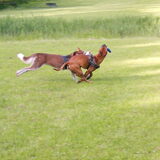 Foto van Quincy, Bailey & Nova