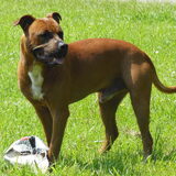 Foto van Quincy, Bailey & Nova