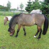 Foto van liesbeth,Turbo,Luna, Levi en Faith