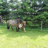 Foto van liesbeth,Turbo,Luna, Levi en Faith
