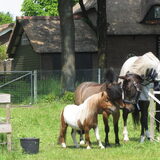 Foto van liesbeth,Turbo,Luna, Levi en Faith