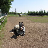 Foto van liesbeth,Turbo,Luna, Levi en Faith