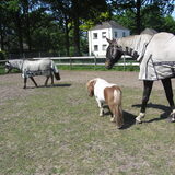 Foto van liesbeth,Turbo,Luna, Levi en Faith