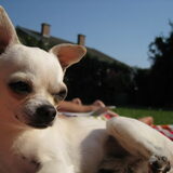 Foto van ~Saartje & de chihuahua roedel ~