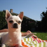 Foto van ~Saartje & de chihuahua roedel ~