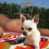 Foto van ~Saartje & de chihuahua roedel ~